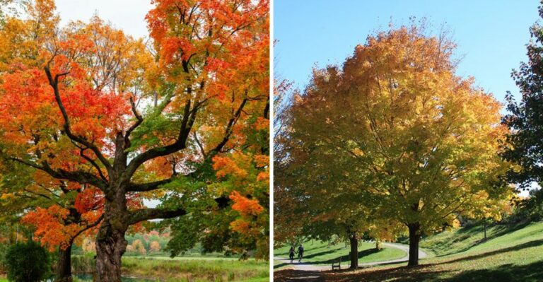 Thinking Of Planting A Norway Maple? These Native Ohio Trees Are A Better Choice