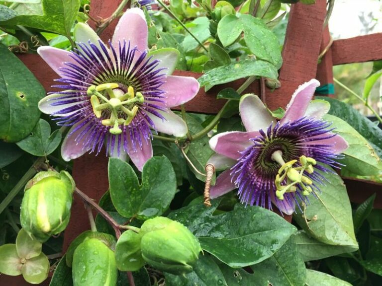 Is Arizona Passionflower Right for Your Block Wall?