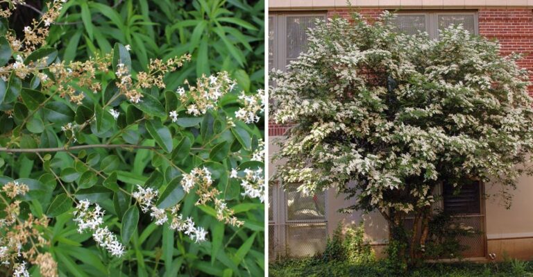 This Invasive Tree Is Taking Over Georgia Yards Faster Than Kudzu