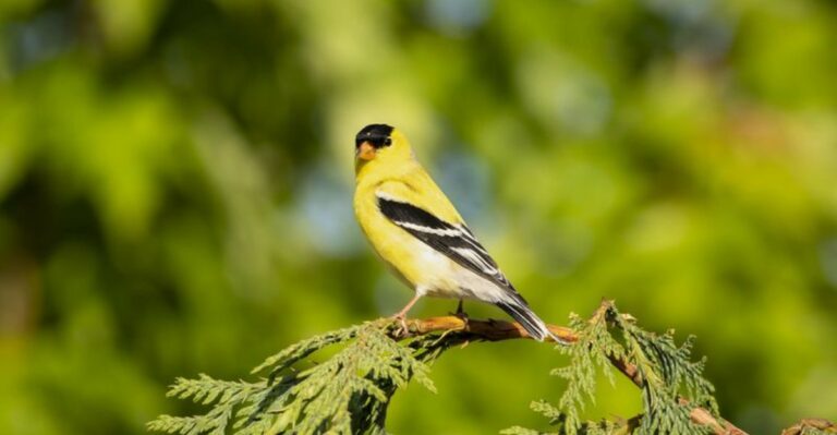 What It Means When More Goldfinches Start Appearing In Georgia Gardens This Fall