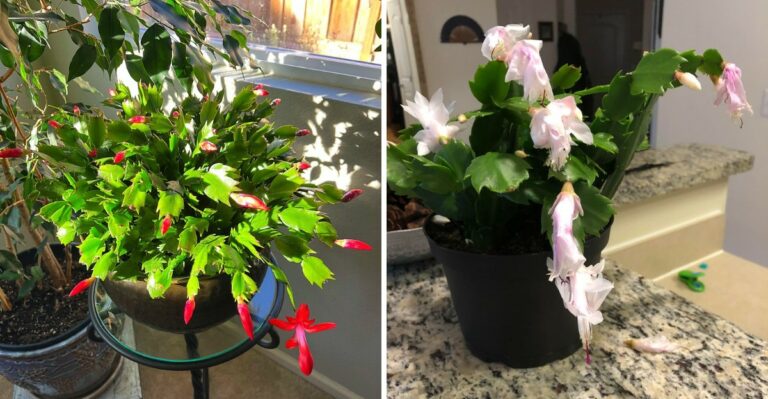 Why Your Pennsylvania Christmas Cactus Blooms Too Early (Or Too Late)