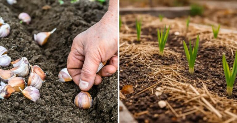 Why Late October Is Prime Garlic Planting Time In Virginia Zone 7a
