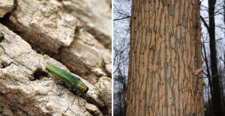 Emerald Ash Borer Is Still Taking Down Virginia Ash Trees. Is Yours Next?