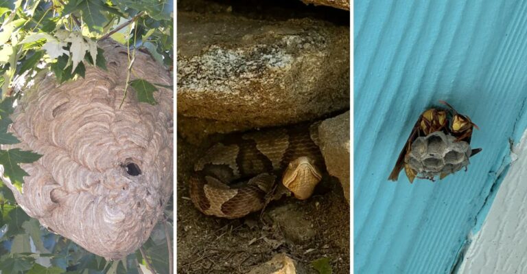 Watch For These Venomous Species Around New York This Fall