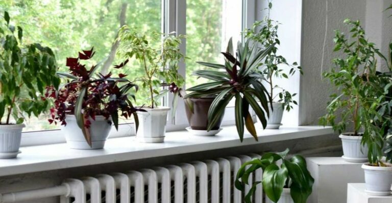 Why California Houseplants Struggle Beside Heating Vents Once Furnaces Turn On