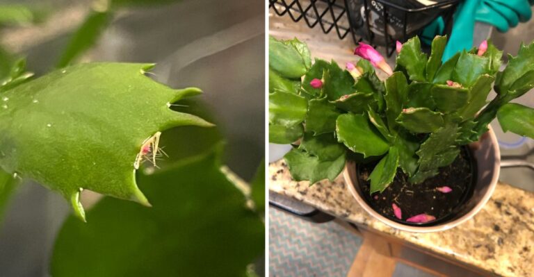 8 Common Reasons Christmas Cactus Buds Fall Off In Pennsylvania