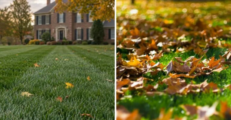 Why Ohio Lawns Look Greener In October Than Any Other Month