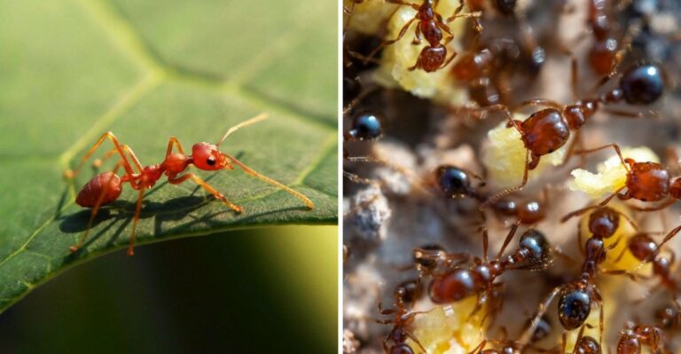 The Tiny Stowaways From Overseas Are Now Building Mounds Across Alabama Lawns