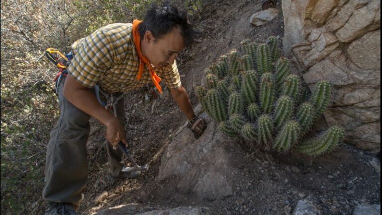 An Endangered Arizona Cactus Gets a Restoration Boost After Fire