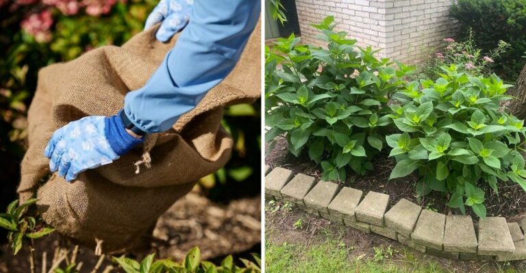 The One Fall Task That Keeps Pennsylvania Hydrangeas Blooming Next Summer
