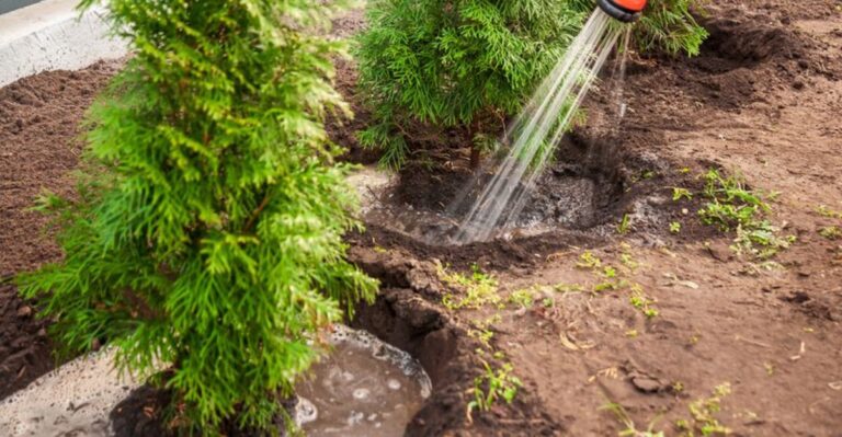 Evergreens In Missouri Yards Need A Deep Drink Before The Ground Freezes
