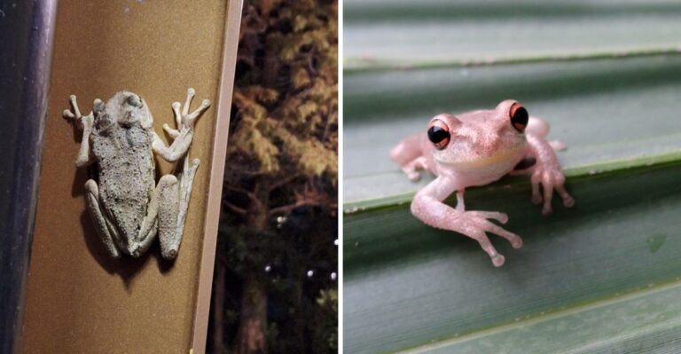 The Invasive Frog Clinging To Florida Windows, And How To Tell It From A Native One
