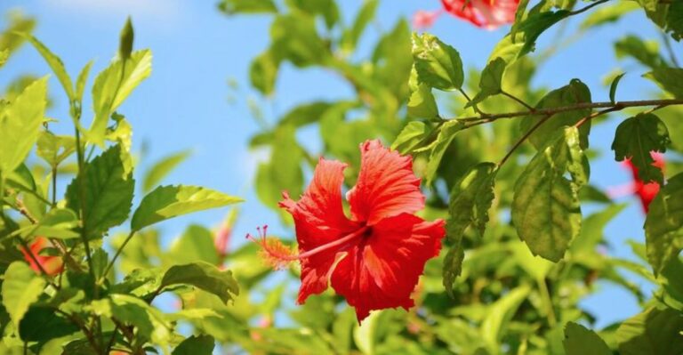 Why Is Your Florida Hibiscus Blooming Again After The Rains