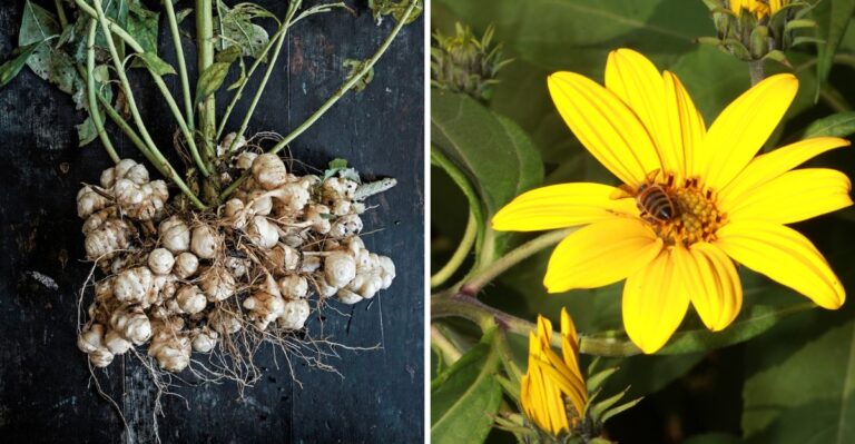 The Surprising Snack Crop That Most New Jersey Gardeners Have Never Tried Growing
