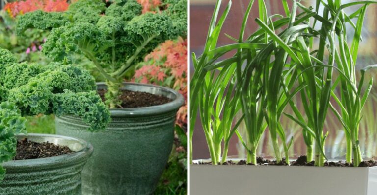Pennsylvania Fall Crops To Grow In Containers Instead Of Garden Beds