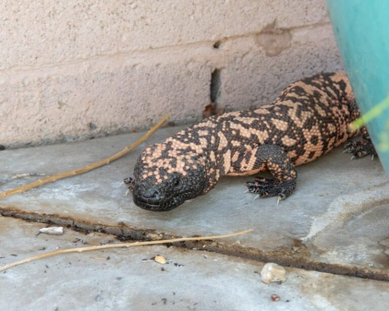 A Gila Monster in Your Arizona Yard: What the Sighting Can and Cannot Tell You