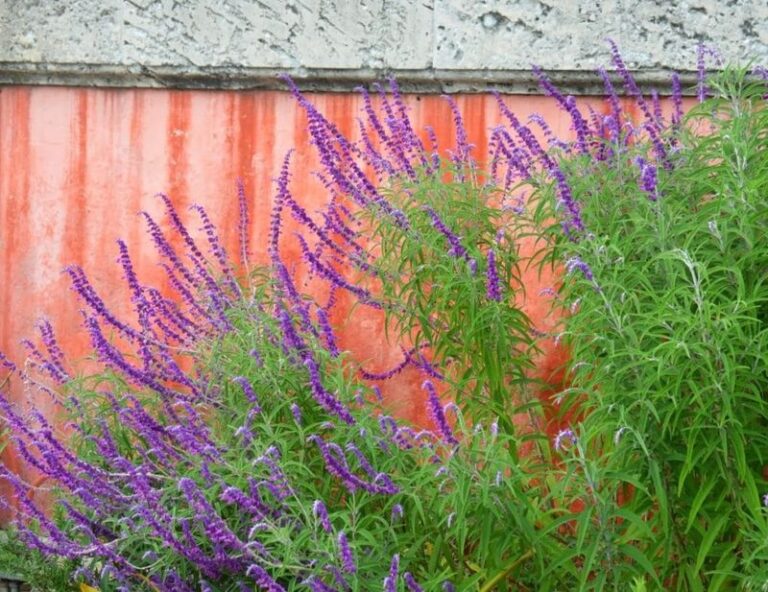 Salvia Along Low-Desert Arizona Fences This Fall: A Realistic Look for Pollinators