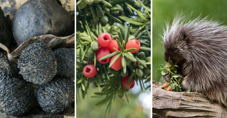 These Common New York Plants And Critters Can Seriously Harm Your Dog