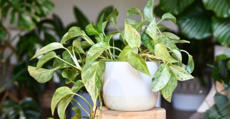 How To Bring Pothos, Philodendron, And ZZ Plants Indoors Smoothly In North Carolina