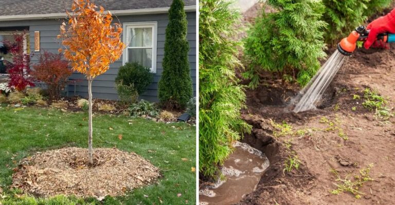 How Long To Keep Watering Fall Planted Trees In North Carolina
