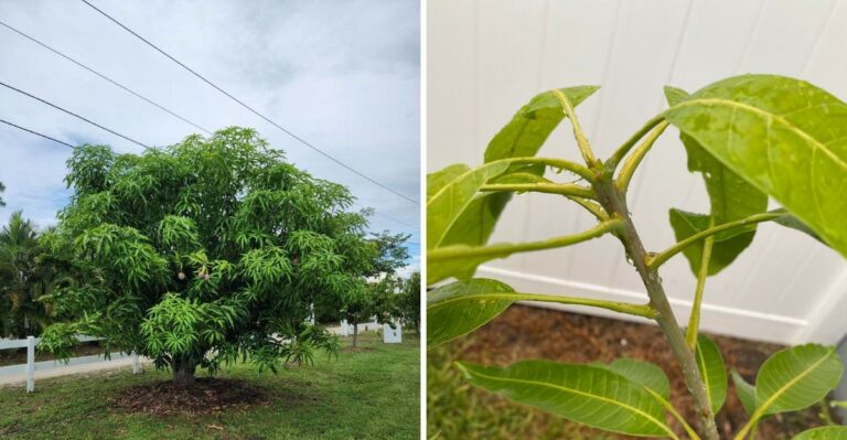 When Florida Mango Trees Should Really Be Pruned (It’s Earlier Than You Think)