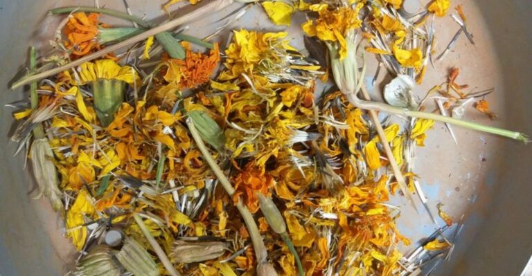 How To Save Zinnia And Marigold Seeds From Your North Carolina Garden This Fall