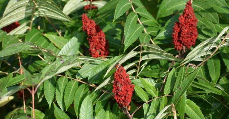 Scarlet Patches Along Indiana Roadsides Are Loaded With Fuzzy Red Fruit