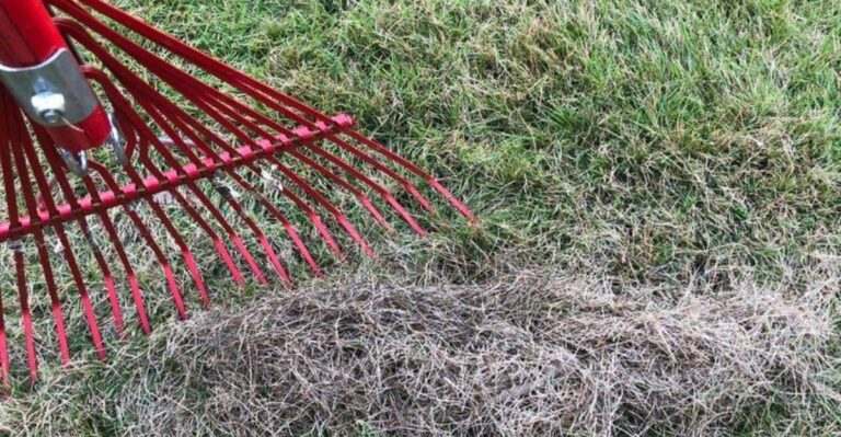 How To Prepare Dormant Georgia Bermudagrass For The First Hard Frost