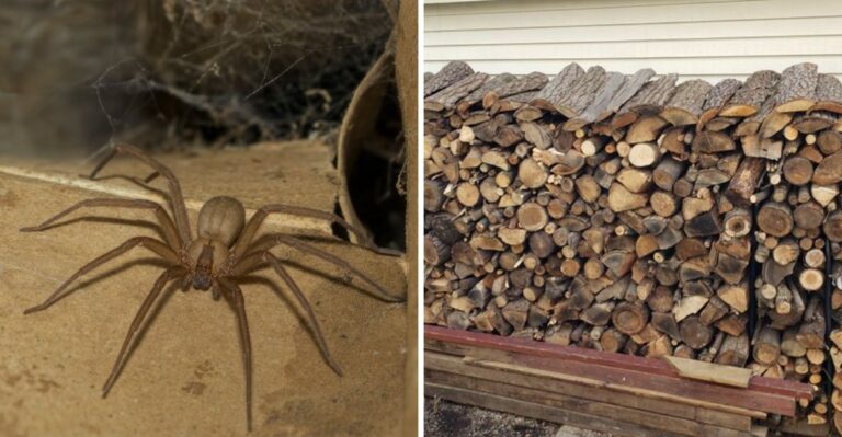 7 Things That Attract Brown Recluse Spider To Your Texas Yard