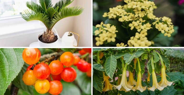 8 Plants You Should Avoid Bringing Indoors