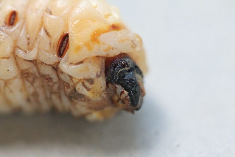 That Alien-Looking Bug You Dug Up In Your Arizona Garden Bed Has A Name