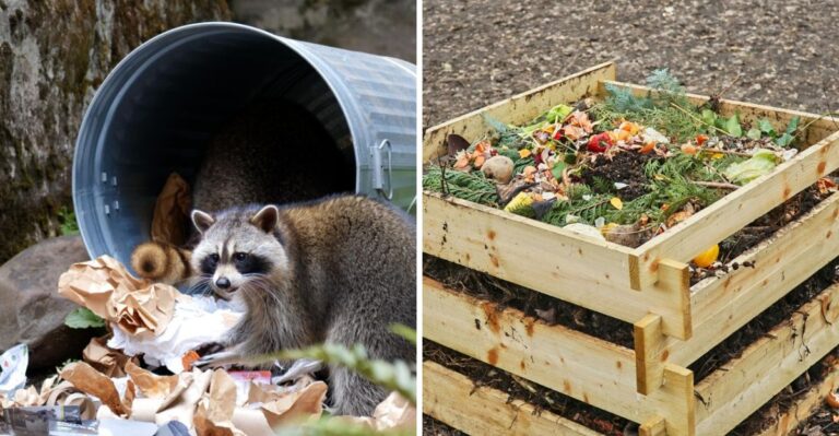 7 Things That Attract Raccoons To Texas Homes In Fall