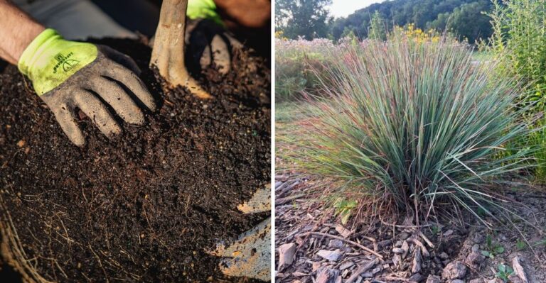 Why Virginia Gardeners Should Plant Natives Before The Ground Gets Cold