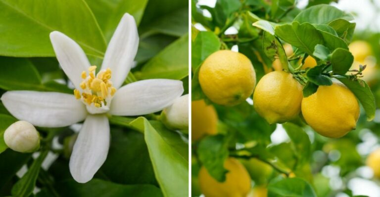 Why California Lemon Trees Flower Out Of Season