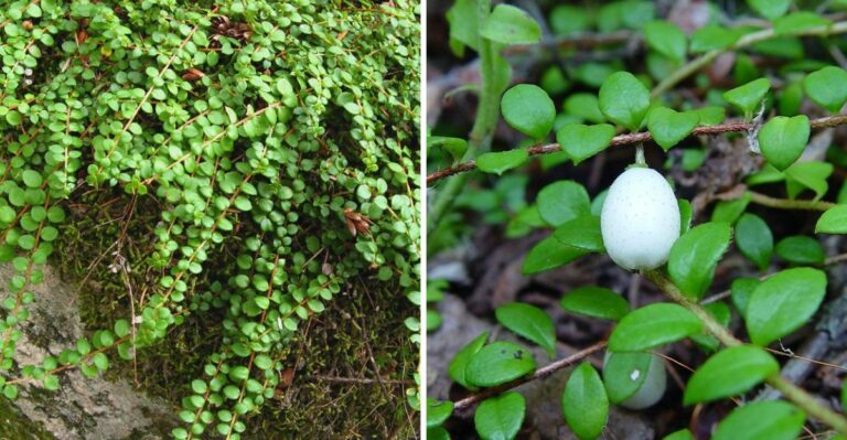The California Groundcover That Spreads Fastest On A Shaded Slope
