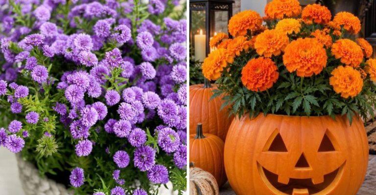 How To Decorate A Georgia Porch For Halloween With Fall-Blooming Plants