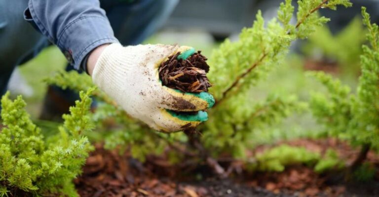 Leave Frost Damaged Georgia Shrubs Alone Until Spring To Protect New Growth
