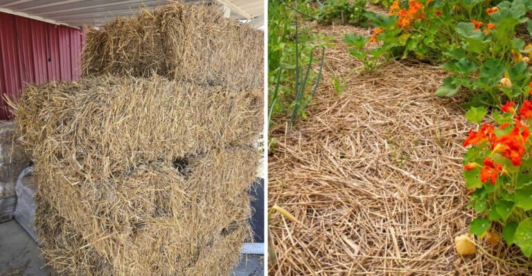 Halloween Hay Bales Can Bring Trouble Into Georgia Gardens Once They Become Mulch