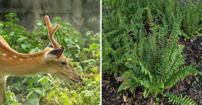 The Most Underrated Pennsylvania Native That Deer Refuse To Touch All Winter