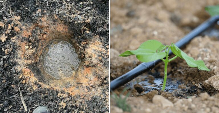 Why Does California Clay Soil Stay Waterlogged No Matter How Much Compost You Add?
