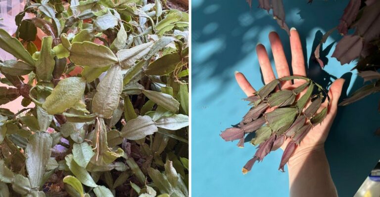 Why Your New York Christmas Cactus Looks Wrinkled And Tired After Summer