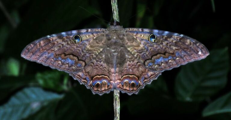 Found A Giant Black Moth On Your Alabama Porch? Here’s What It Is