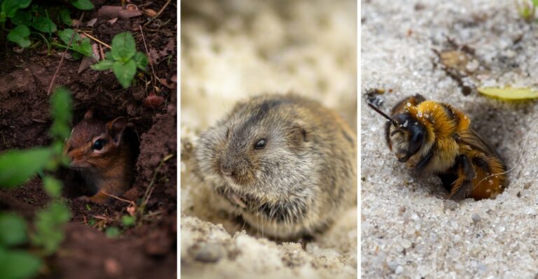 Small Holes In Your New Jersey Lawn? Here’s What’s Digging Them