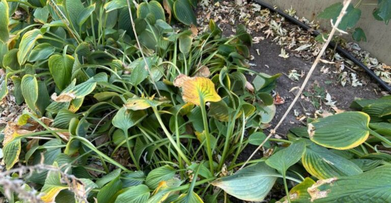 Get Your Hostas Ready For Winter Before The First Frost Hits New York