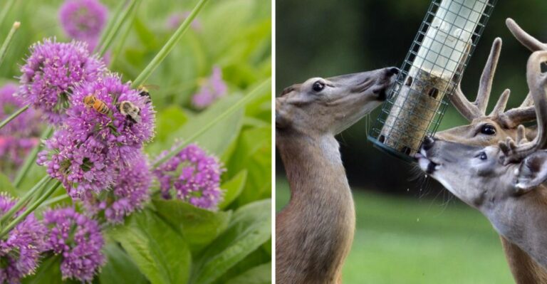7 Scents Deer Avoid And 3 That Draw Them Into North Carolina Yards