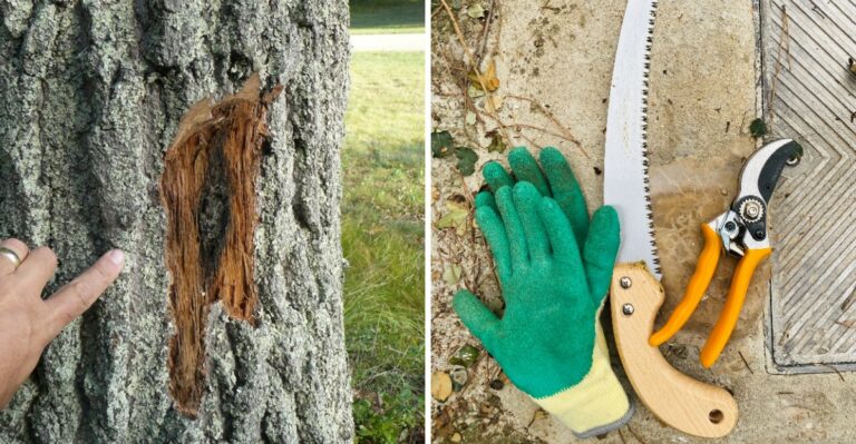 Why Oak Pruning Timing Matters In Texas Fall