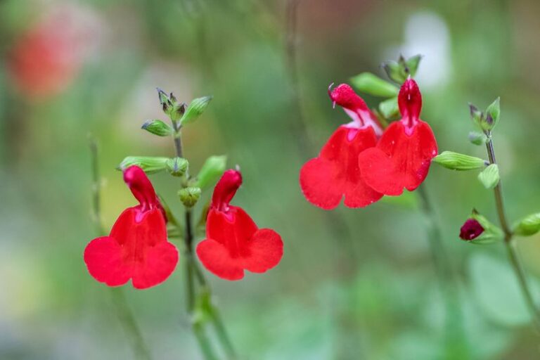 8 Winter-Blooming Arizona Plants That Keep Hummingbirds Visiting Your Patio Until Spring