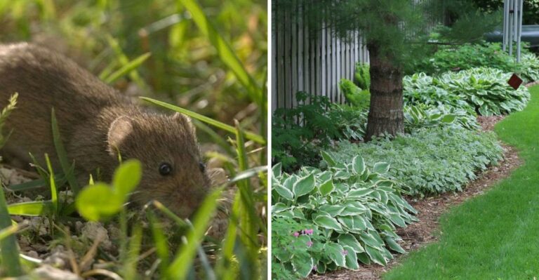 Why Voles Show Up In Pennsylvania Lawns Before Winter