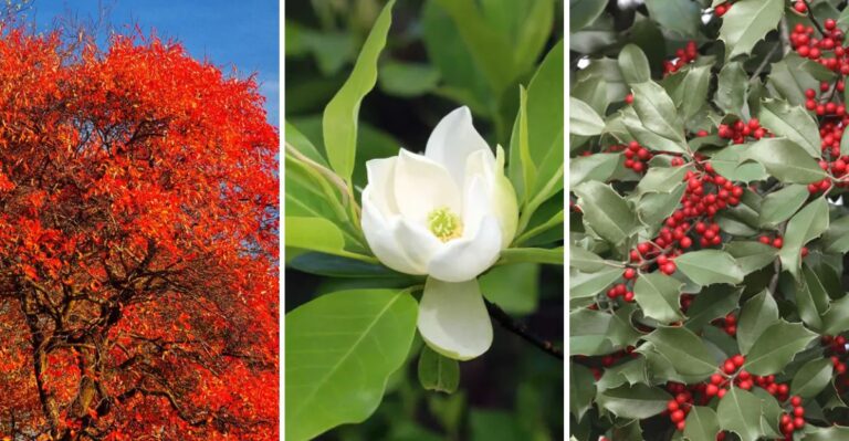 Plant These Trees In Virginia Before Halloween