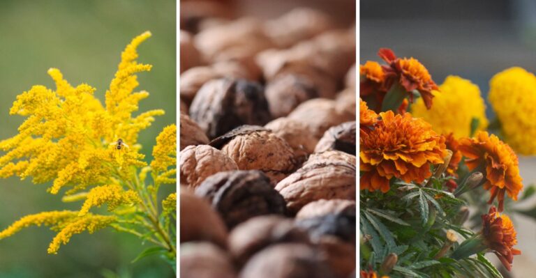 Your New York Garden Is Full Of Natural Dyes, And Fall Is The Time To Harvest Them